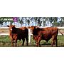 LOTE 21 - TOROS BRANGUS COLORADOS