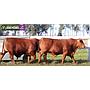 LOTE 22 - TOROS BRANGUS COLORADOS