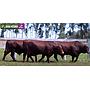 LOTE 23 - TOROS BANGUS COLORADOS