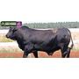 LOTE 24 - TORO BRANGUS NEGRO