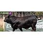 LOTE 25 - TORO BRANGUS NEGRO