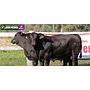 LOTE 26 - TOROS BRANGUS NEGROS