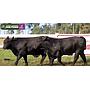 LOTE 27 - TOROS BRANGUS NEGROS