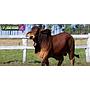 LOTE 28 - TORO BRAHMAN