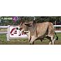 LOTE 29 - TORO BRAHMAN