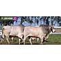 LOTE 30 - TOROS BRAHMAN