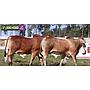 LOTE 31 - TOROS BRAHMAN