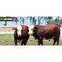 LOTE 32 - TOROS BRAFORD
