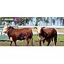 LOTE 33 - TOROS BRAFORD