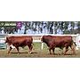 LOTE 34 - TOROS BRAFORD