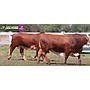 LOTE 35 - TOROS BRAFORD