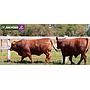 LOTE 36 - TOROS BRANGUS COLORADOS