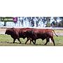 LOTE 37 - TOROS BRANGUS COLORADOS