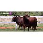 LOTE 38 - TOROS BRANGUS COLORADOS