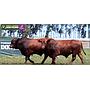 LOTE 39 - TOROS BRANGUS COLORADOS