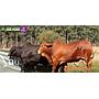 LOTE 40 - TOROS BRANGUS ACEBUZADOS