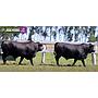 LOTE 41 - TOROS BRANGUS NEGROS
