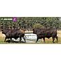 LOTE 42 - TOROS BRANGUS NEGROS