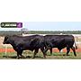LOTE 43 - TOROS BRANGUS NEGROS