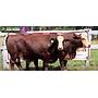 LOTE 45 - TOROS BRAFORD