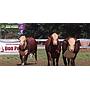 LOTE 46 - TOROS BRAFORD