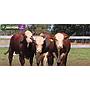 LOTE 47 - TOROS BRAFORD
