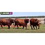 LOTE 48 - TOROS BRANGUS BARCINOS