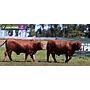 LOTE 49 - TOROS BRANGUS COLORADOS