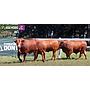 LOTE 50 - TOROS BRANGUS COLORADOS