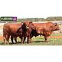 LOTE 51 - TOROS BRANGUS COLORADOS