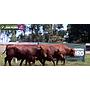 LOTE 52 - TOROS BRANGUS COLORADOS