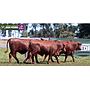 LOTE 53 - TOROS BRANGUS COLORADOS