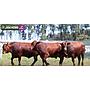 LOTE 54 - TOROS BRANGUS COLORADOS