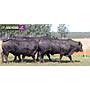 LOTE 55 - TOROS BRANGUS NEGROS