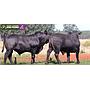 LOTE 56 - TOROS BRANGUS NEGROS