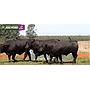 LOTE 58 - TOROS BRANGUS NEGROS
