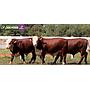 LOTE 61 - TOROS BRAFORD