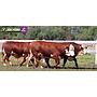 LOTE 62 - TOROS BRAFORD