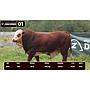 LOTE 01 - BRAFORD