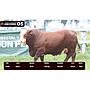 LOTE 05 - BRAFORD