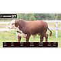 LOTE 07 - BRAFORD
