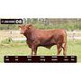 LOTE 08 - BRANGUS
