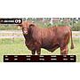 LOTE 09 - BRANGUS