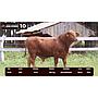 LOTE 10 - BRANGUS