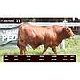 LOTE 11 - BRANGUS