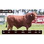 LOTE 12 - BRANGUS