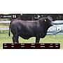 LOTE 13 - BRANGUS