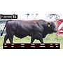 LOTE 14 - BRANGUS
