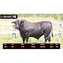 LOTE 16 - BRANGUS