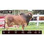LOTE 17 - BRAHMAN